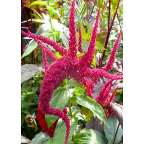 SB - Have-Amarant (lilla)