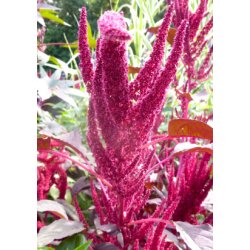 SB - Have-Amarant (lilla)