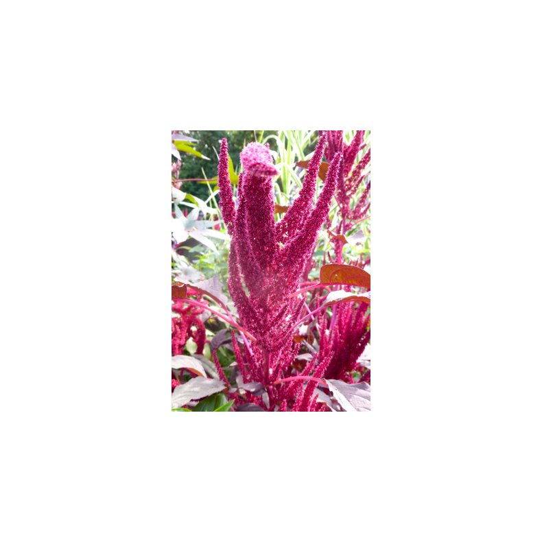 SB - Have-Amarant (lilla)