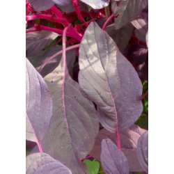 SB - Have-Amarant (lilla)