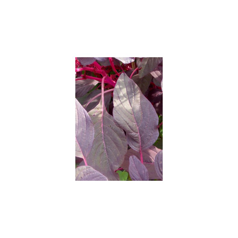 SB - Have-Amarant (lilla)