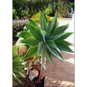 Svanehals Agave