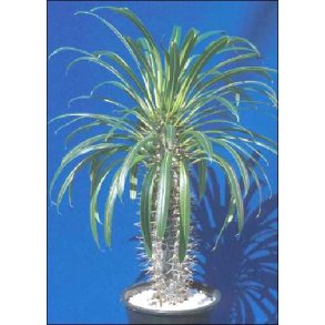 Madagaskar Palme