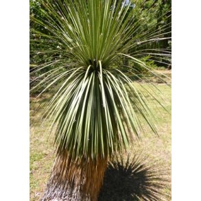 Mexikansk Dasylirion