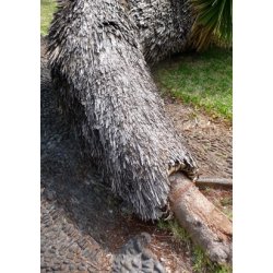 Mexikansk Dasylirion