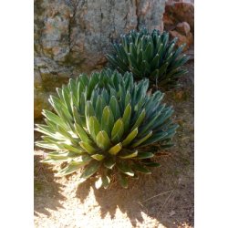 Agave - Dronning Victoria Agave