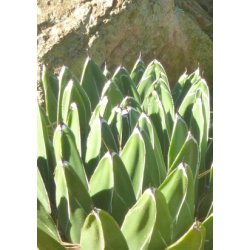 Agave - Dronning Victoria Agave