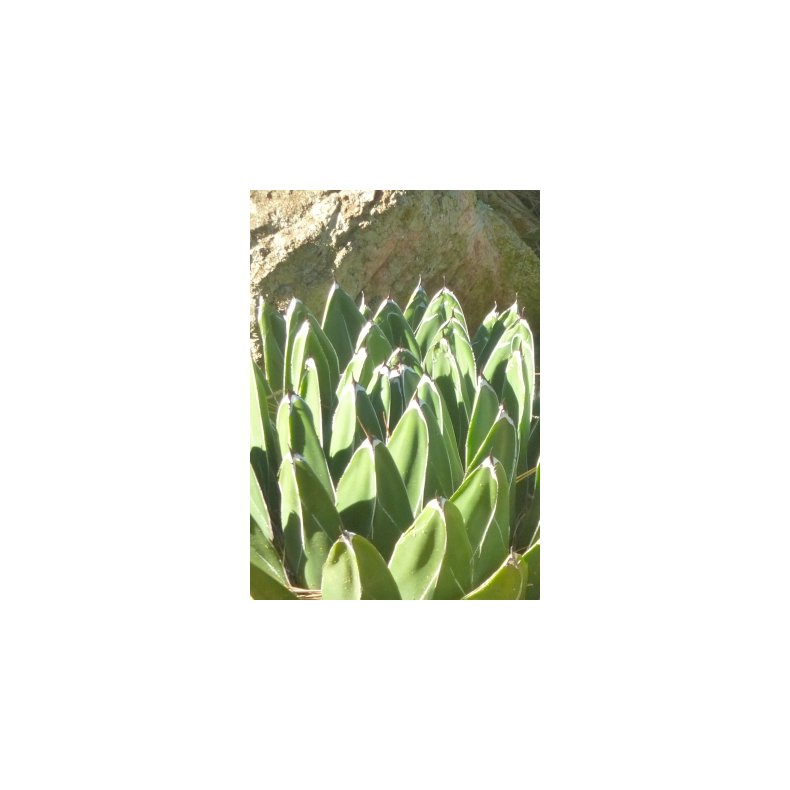 Agave - Dronning Victoria Agave