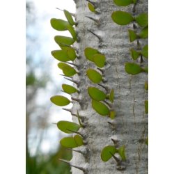 Madagaskar Ocotillo