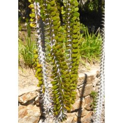 Madagaskar Ocotillo
