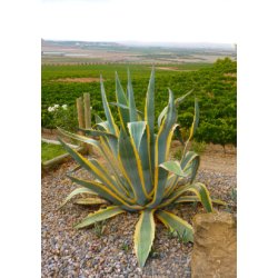 Gulgrn Agave
