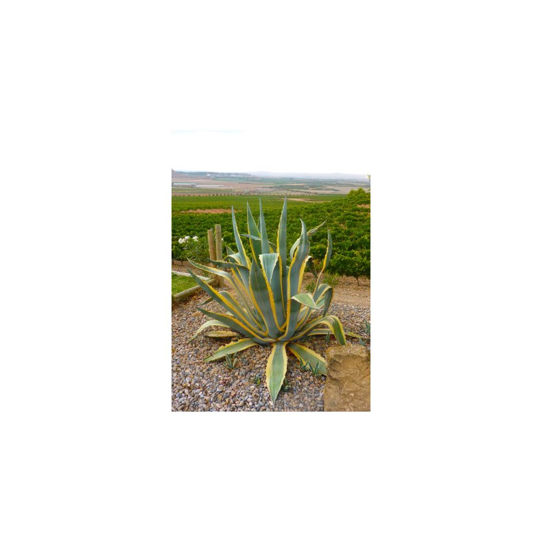 Gulgrn Agave