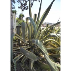 Gulgrn Agave