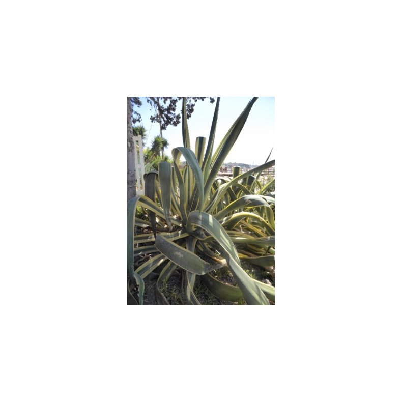 Gulgrn Agave