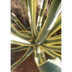 Gulgrn Agave
