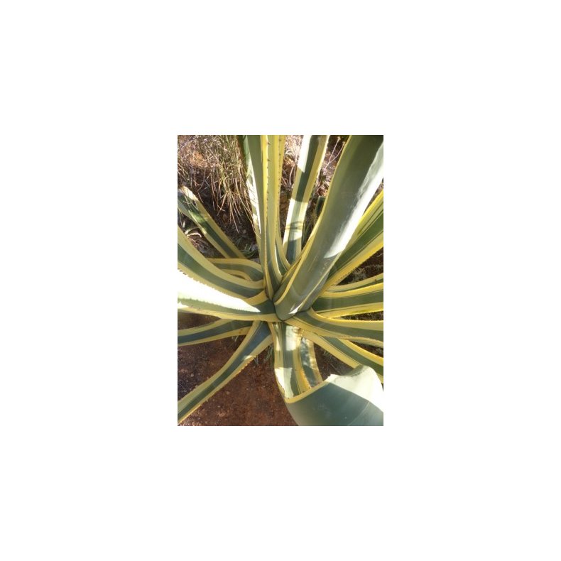 Gulgrn Agave