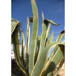 Gulgrn Agave