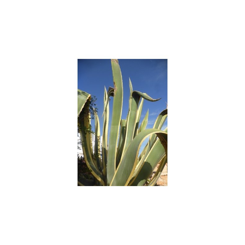 Gulgrn Agave