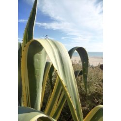 Gulgrn Agave