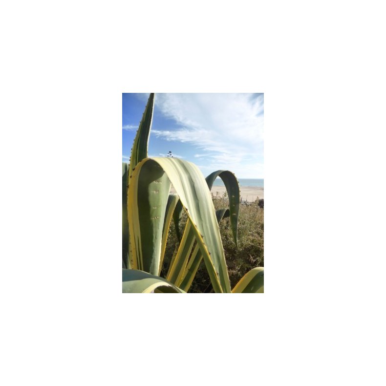 Gulgrn Agave