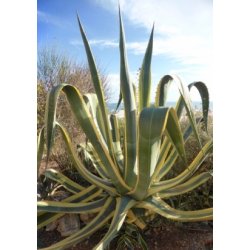 Gulgrn Agave