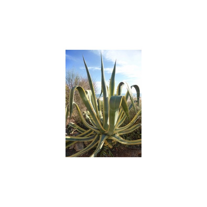 Gulgrn Agave