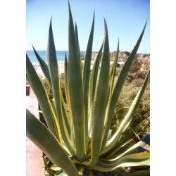 Gulgrn Agave