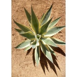 Gulgrn Agave