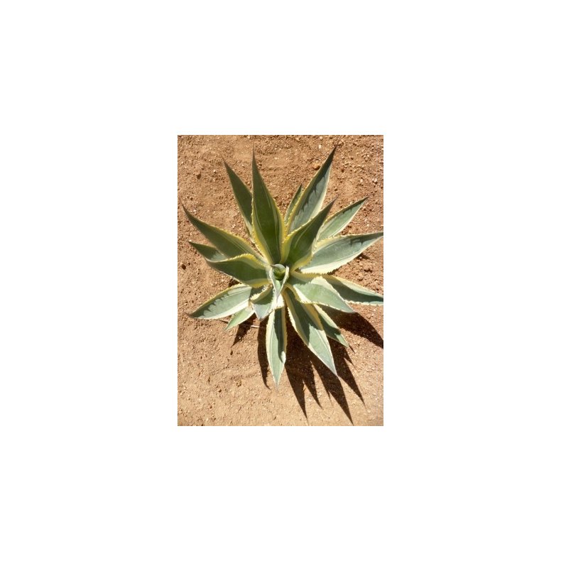 Gulgrn Agave
