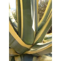 Gulgrn Agave