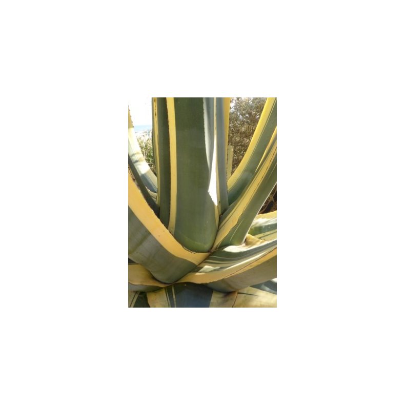 Gulgrn Agave
