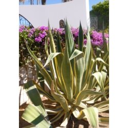 Gulgrn Agave