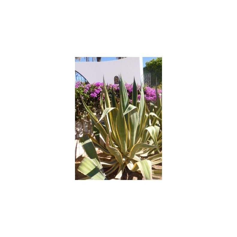 Gulgrn Agave