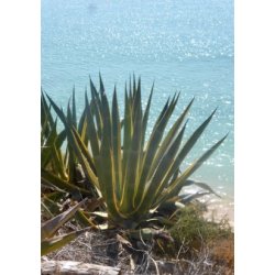 Gulgrn Agave