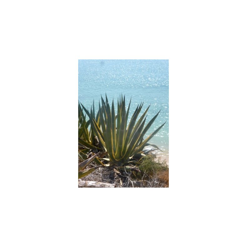 Gulgrn Agave