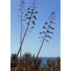 Gulgrn Agave