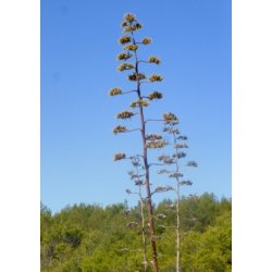 Gulgrn Agave