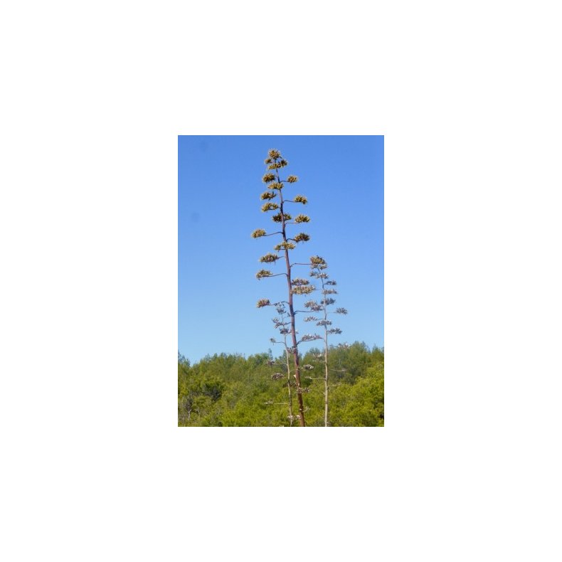 Gulgrn Agave