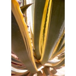 Gulgrn Agave
