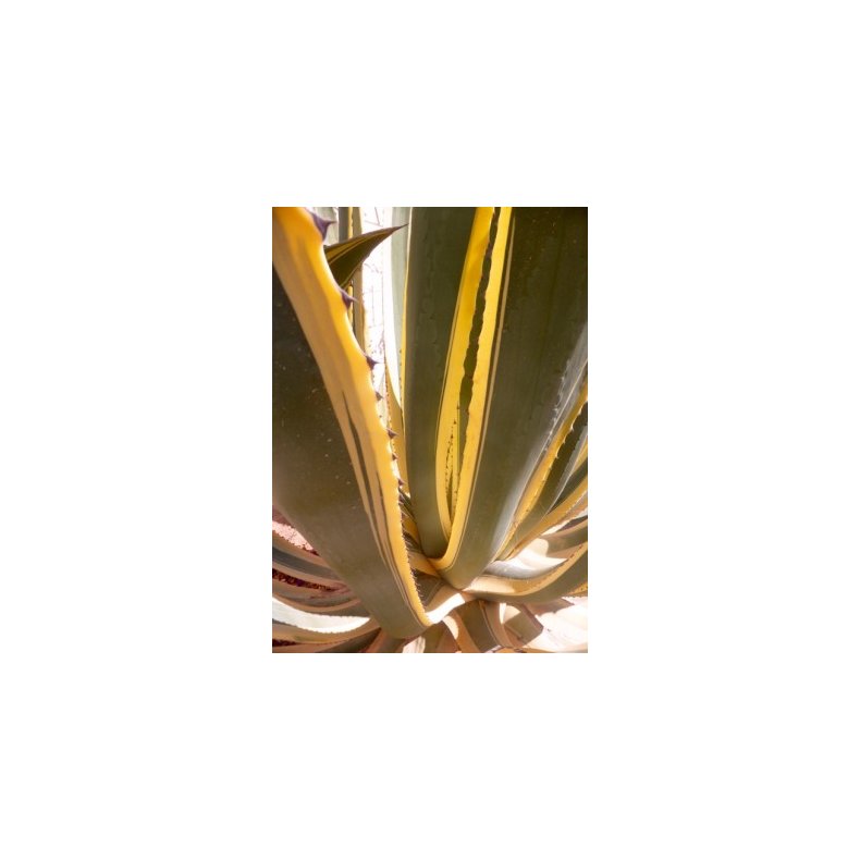 Gulgrn Agave
