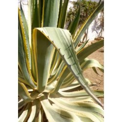 Gulgrn Agave