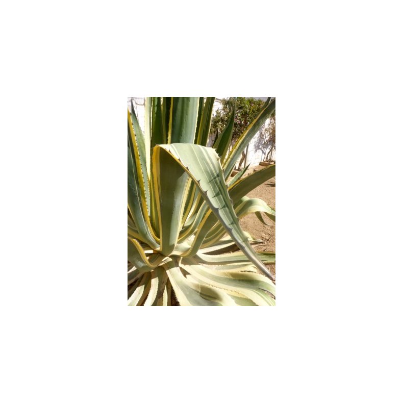 Gulgrn Agave