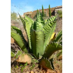 Gigant Agave
