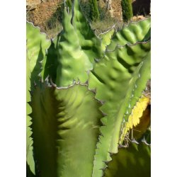 Gigant Agave