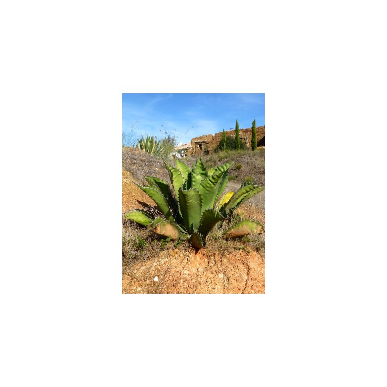 Gigant Agave