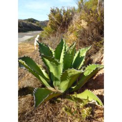 Gigant Agave