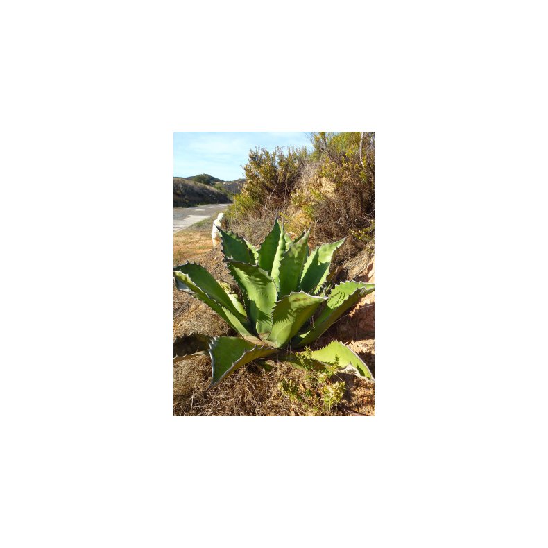 Gigant Agave