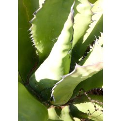 Gigant Agave