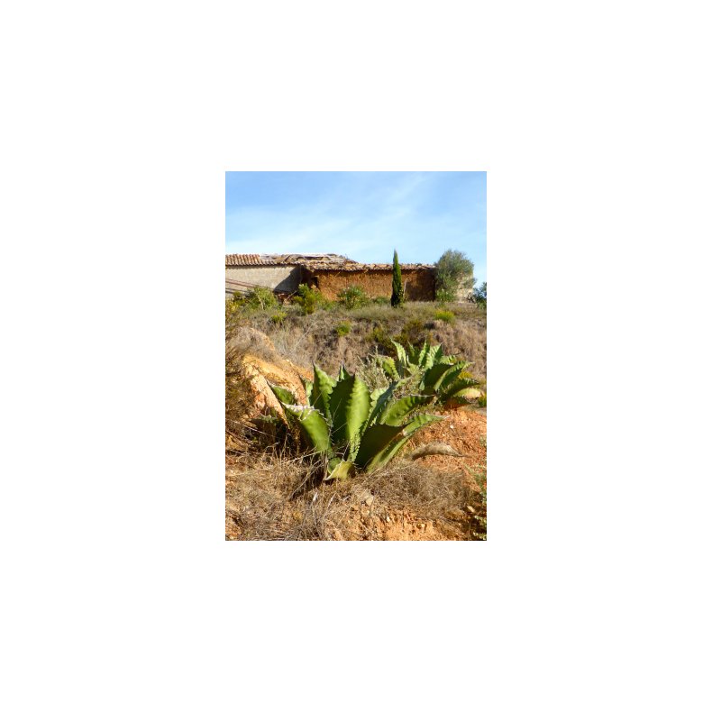 Gigant Agave
