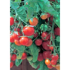 Tomat - Tumbling Tom F1